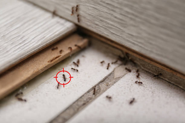 Best Pest Prevention Services  in Lytle, TX
